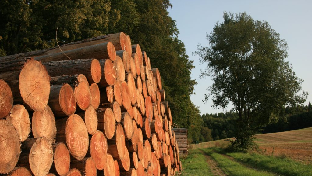 stacked tree trunks