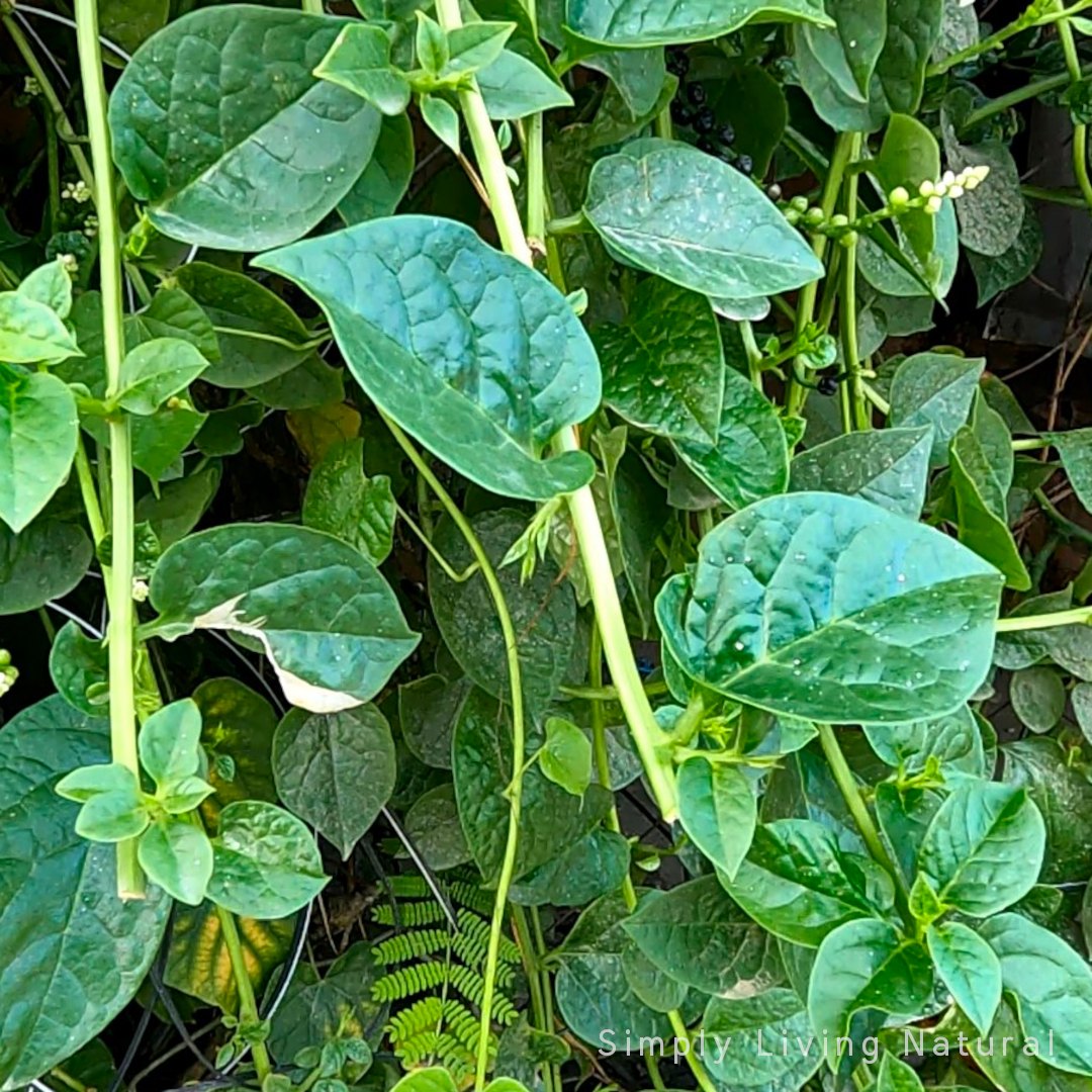 Read more about the article Spinat Share