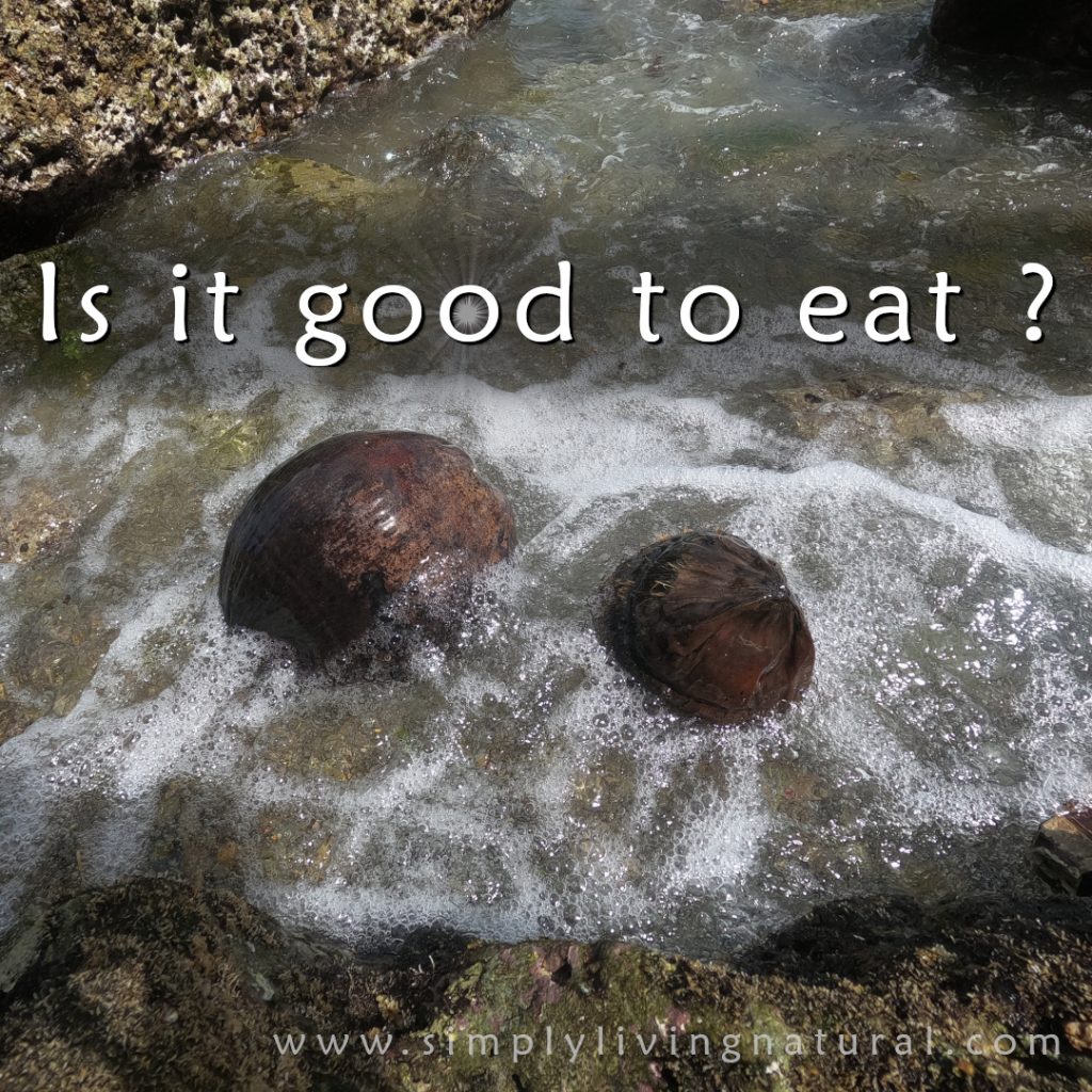 2 coconuts swimming in the water