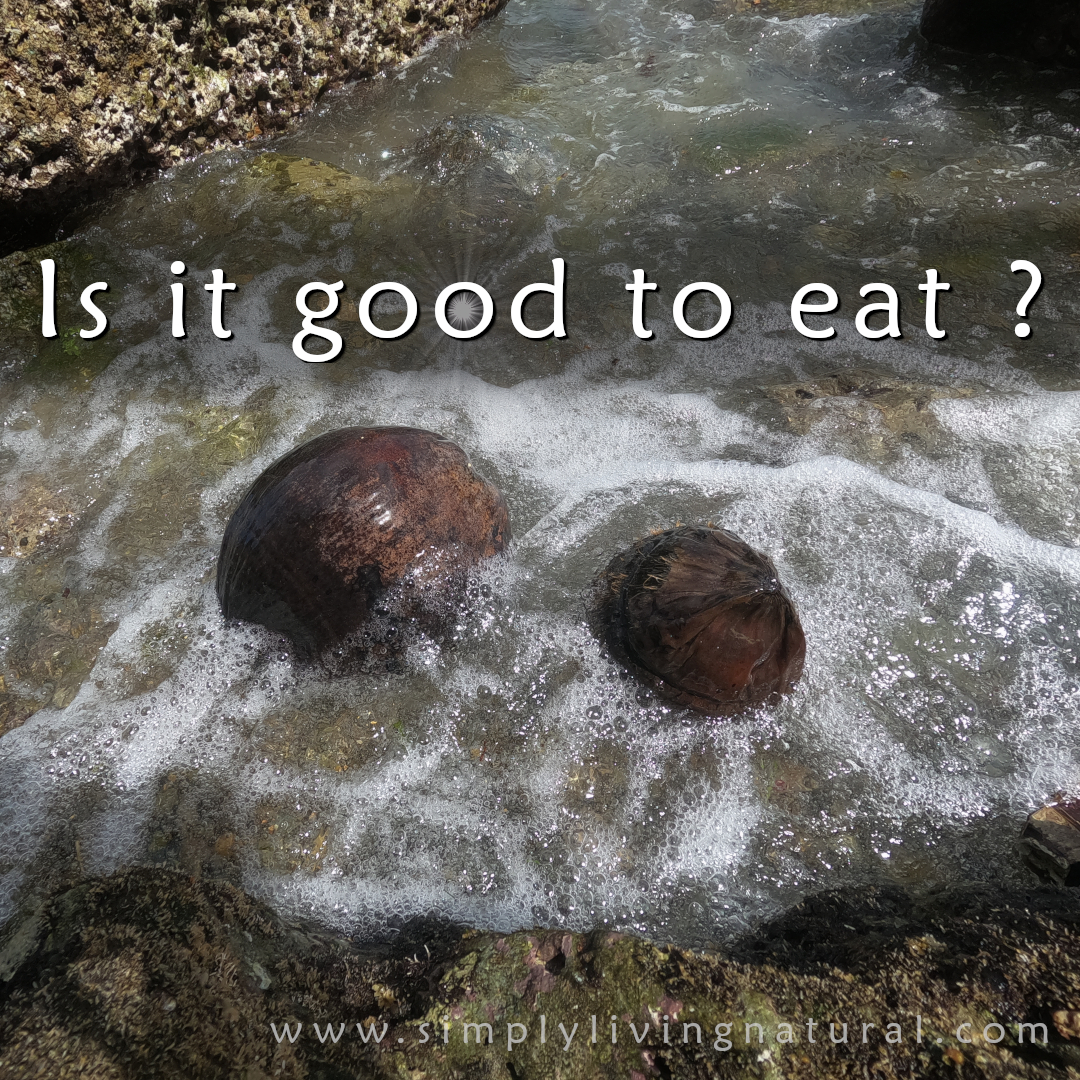 Read more about the article Ocean Coconut