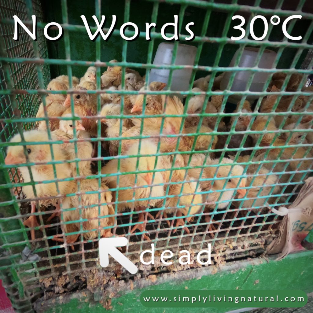 Chicks crowded in a cage