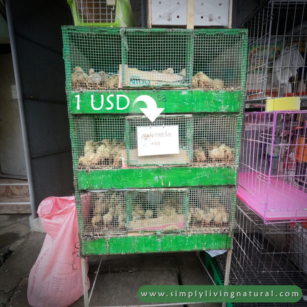 Chicks crowded in a cage