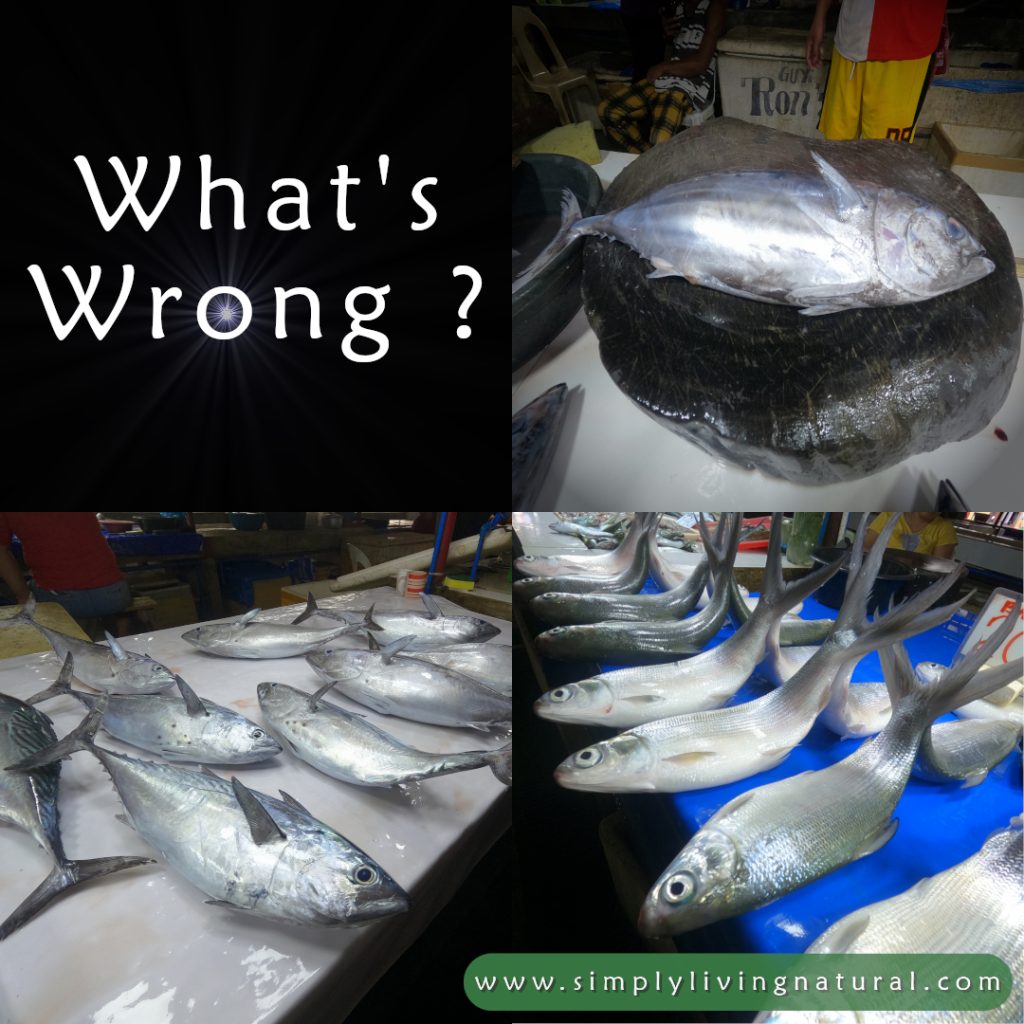 Fish lined up at a fish market