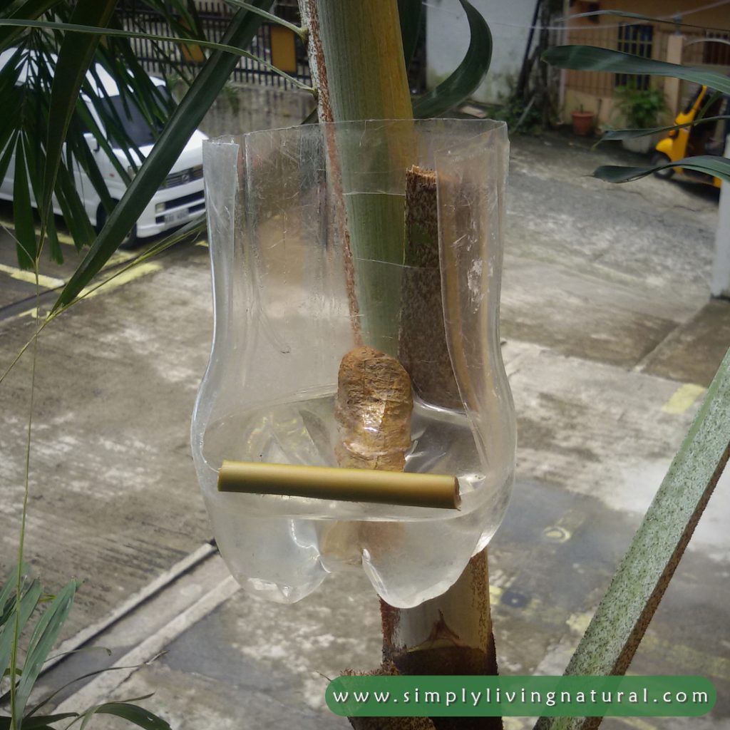 Reuse of a plastic bottle as bird bath