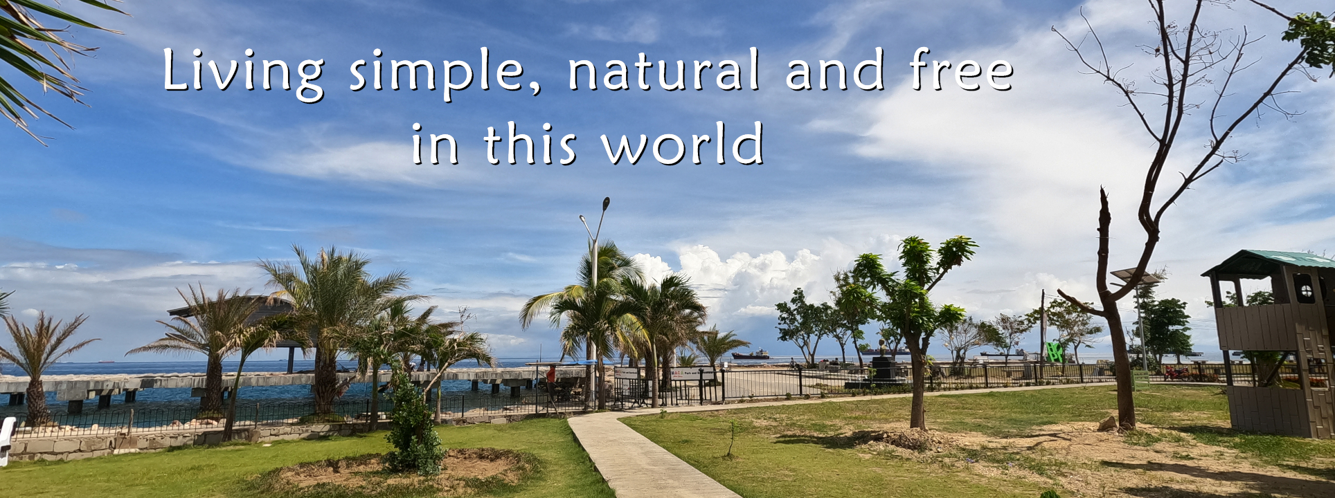 Ocean water front panorama with palm trees