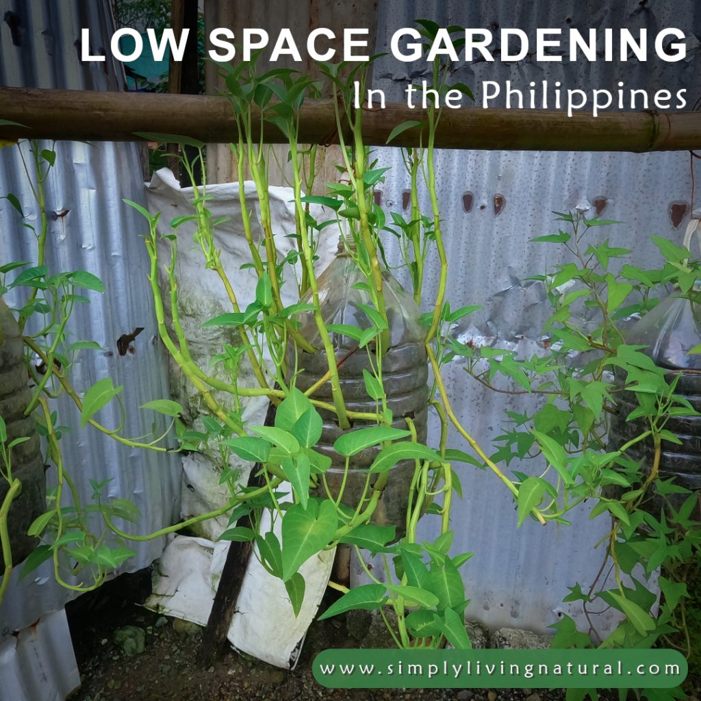 Low space garden in the Philippines