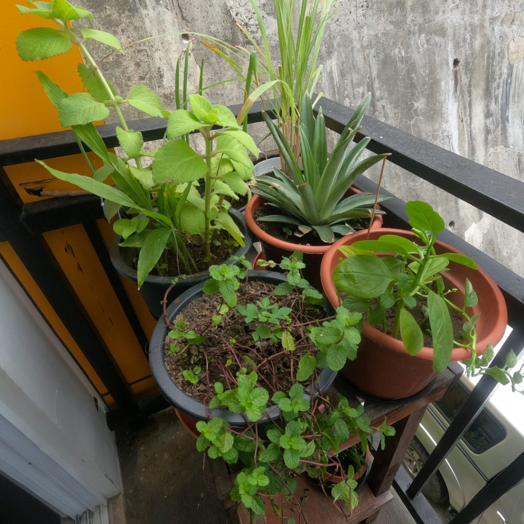tiny balcony garden